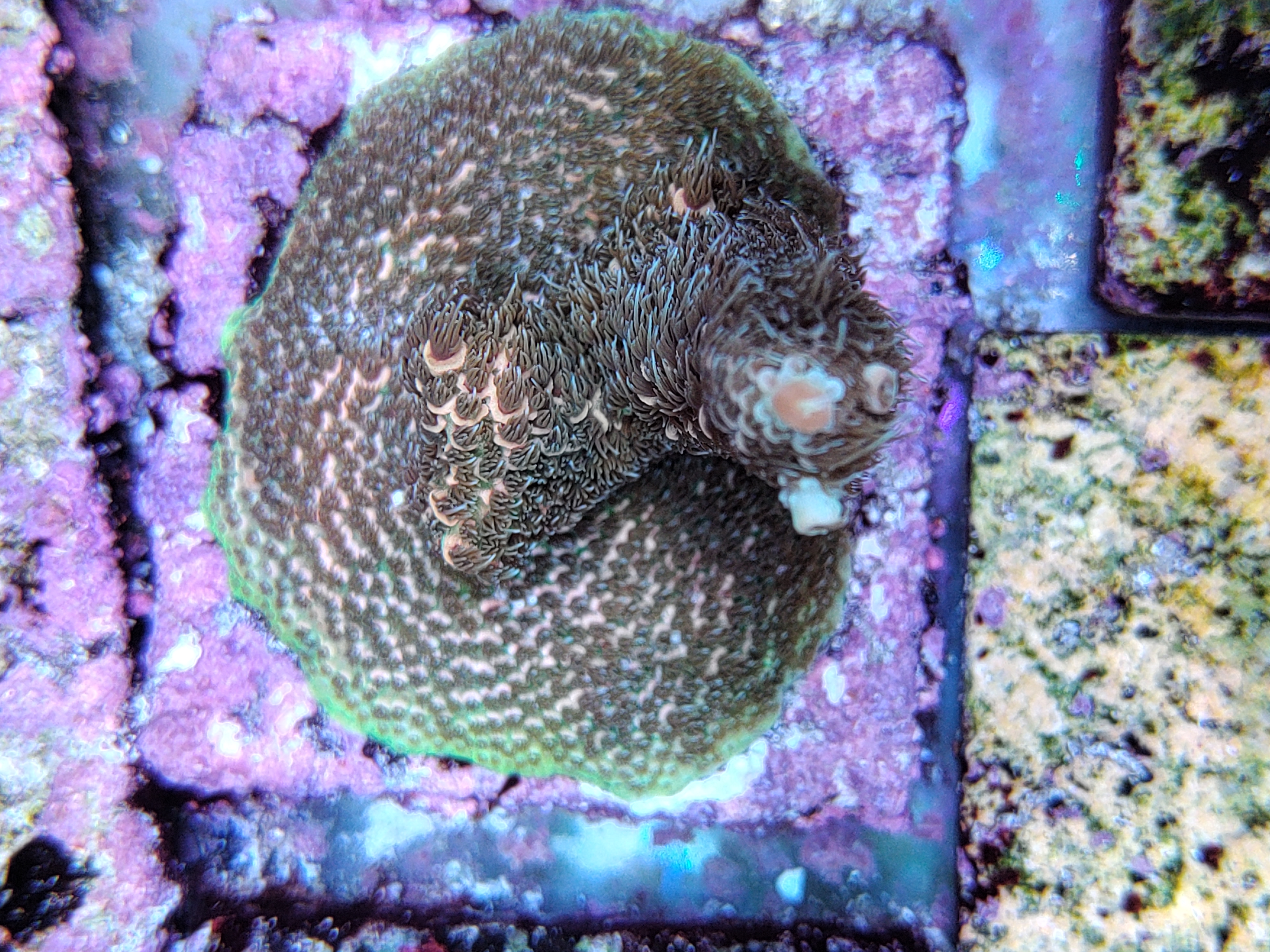 SPS reef tank, coral colony