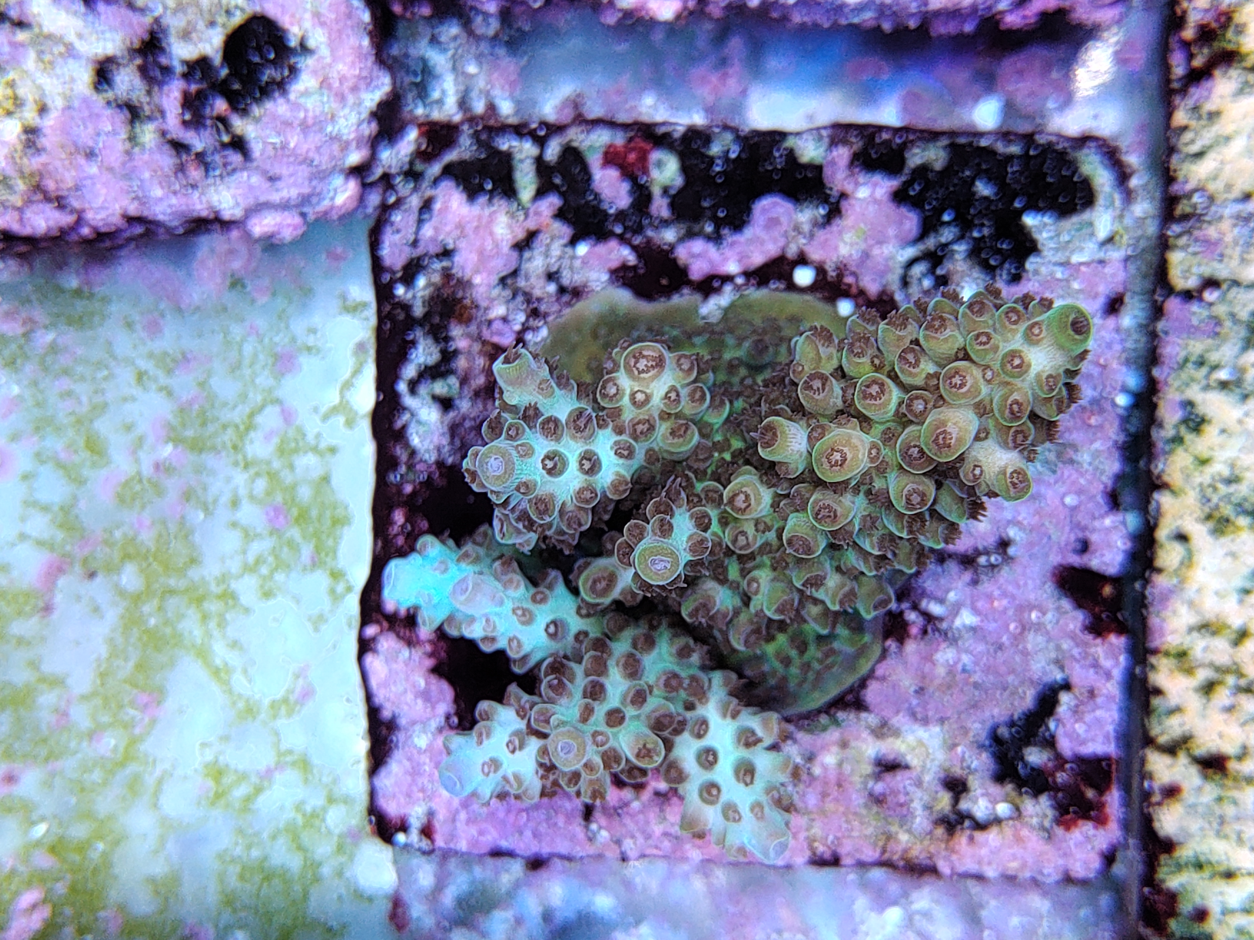 SPS reef tank, coral colony