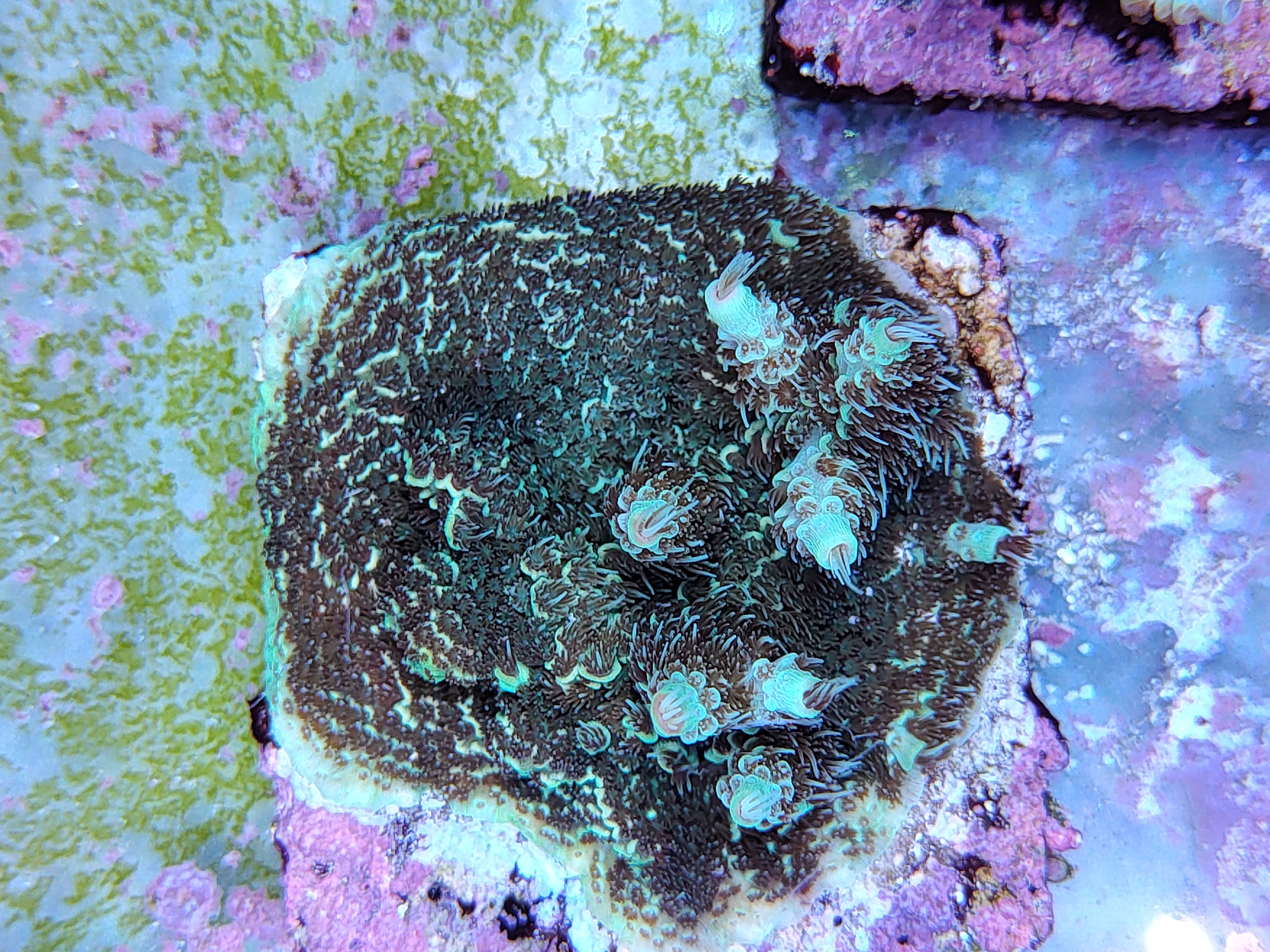 SPS reef tank, coral colony