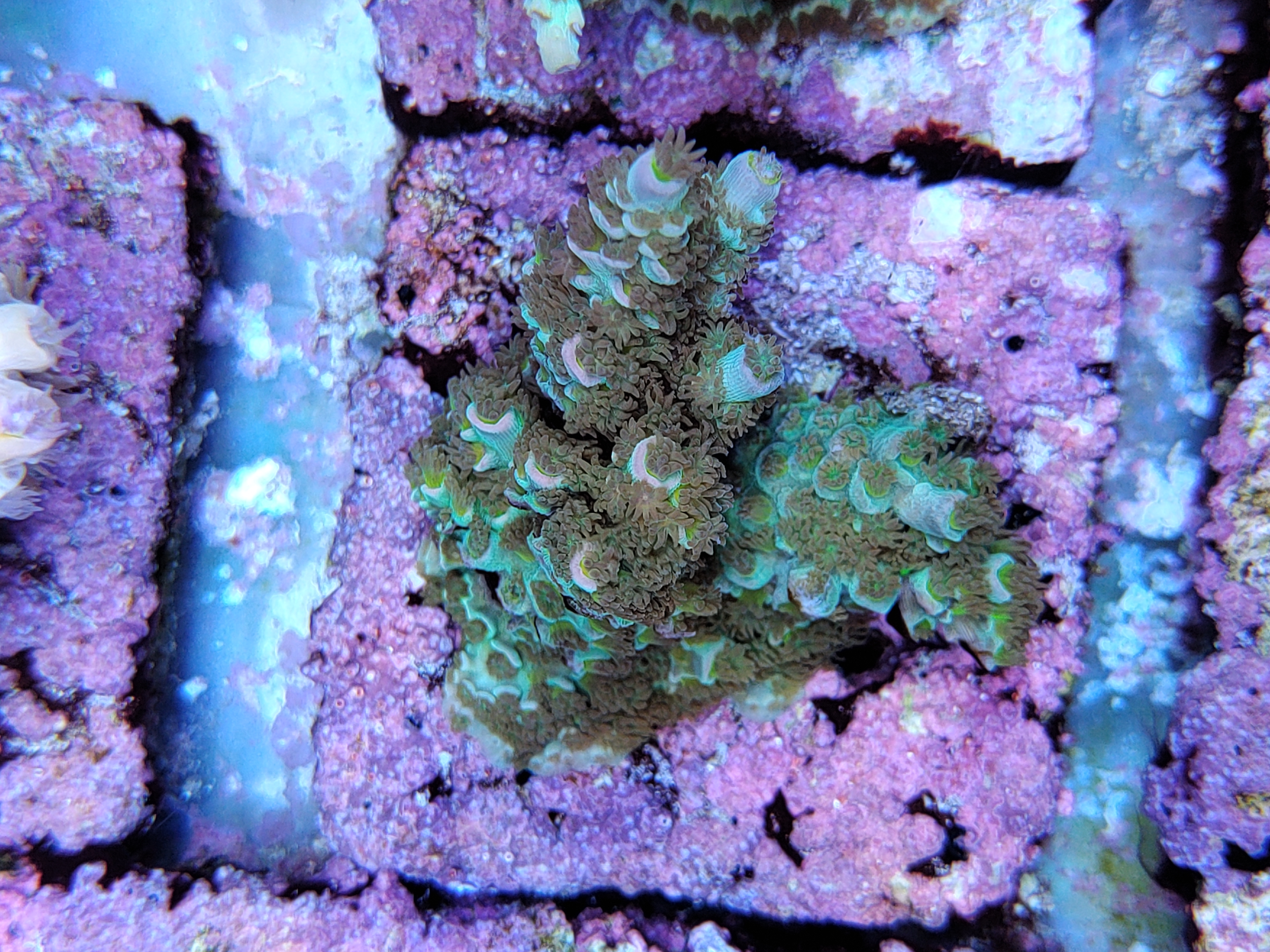 SPS reef tank, coral colony