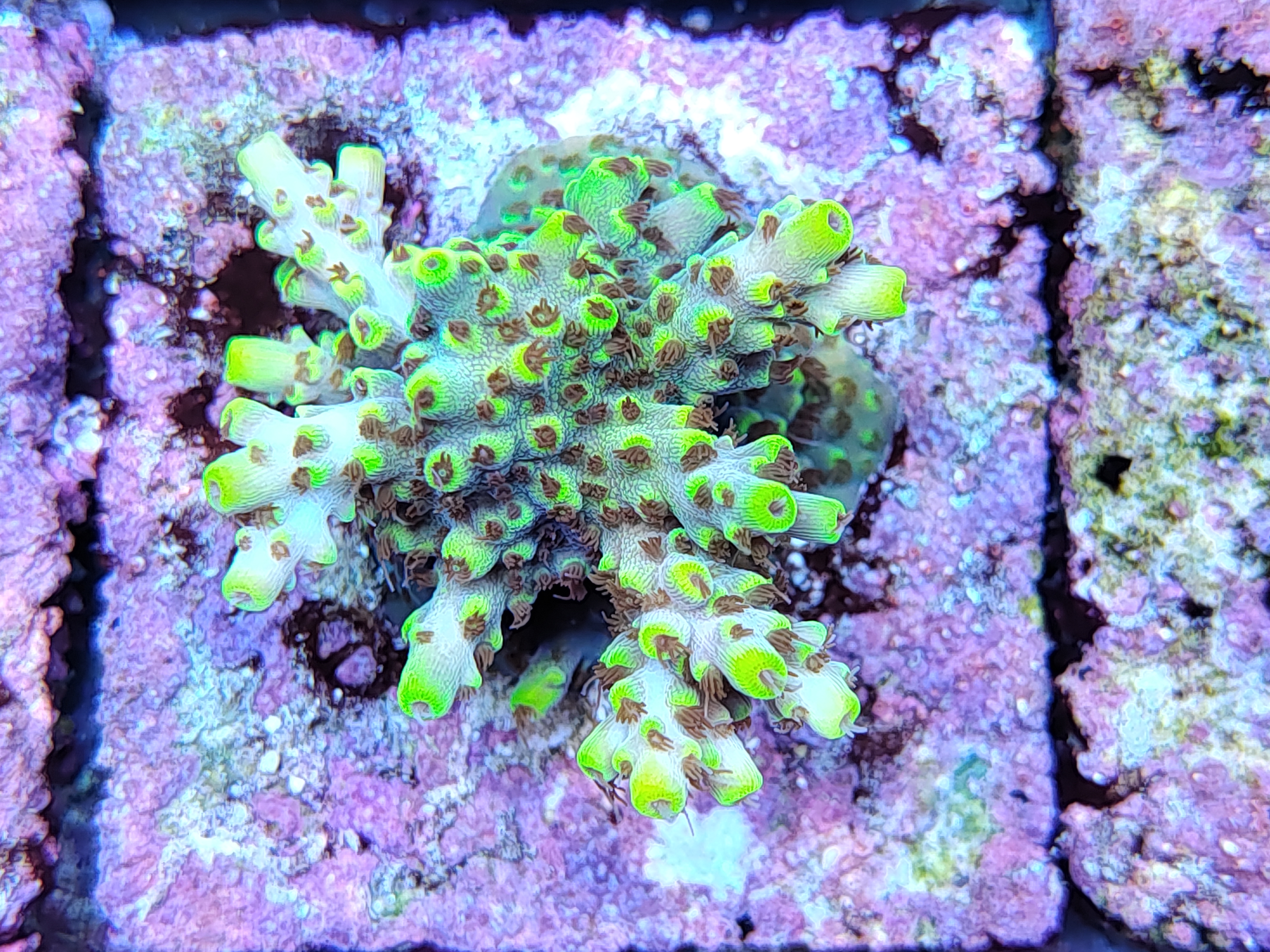 SPS reef tank, coral colony